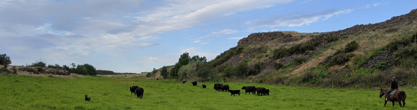 Quality Cattle. Quality Stewardship